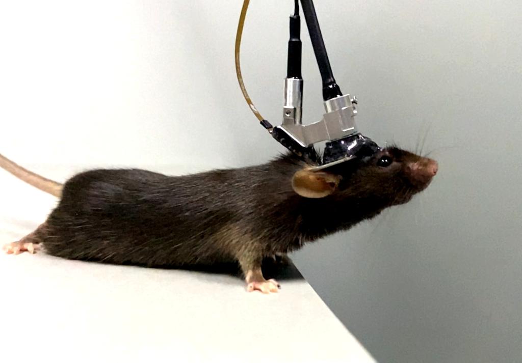 Um rato com um microscópio de três fótons implantado, desenvolvido por uma equipe de pesquisa da Universidade Peking, explora seus arredores, em 24 de outubro de 2021. (Universidade Peking/divulgação por Xinhua)