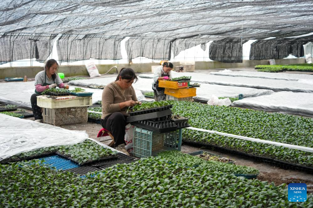 Agricultores enxertam mudas de vegetais em estufas em Shandong, no leste da China