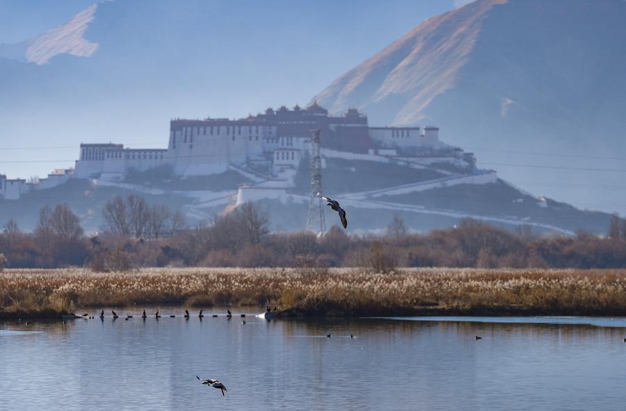 Gansos-de-cabeça-barrada na Reserva Natural Nacional de Pântano de Lhalu, com o Palácio Potala ao fundo, em Lhasa, Região Autônoma de Xizang, sudoeste da China, em 20 de dezembro de 2025. (Xinhua/Jigme Dorje)