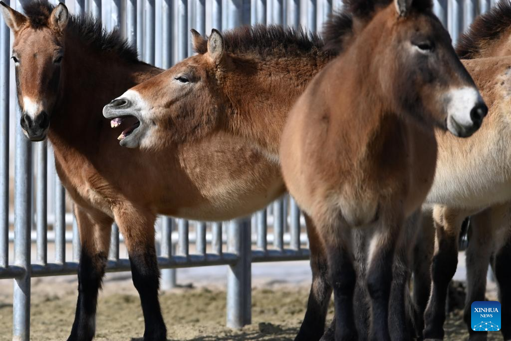 Esforços de proteção aumentam população de cavalos-de-przewalski ameaçados em Gansu, no noroeste da China