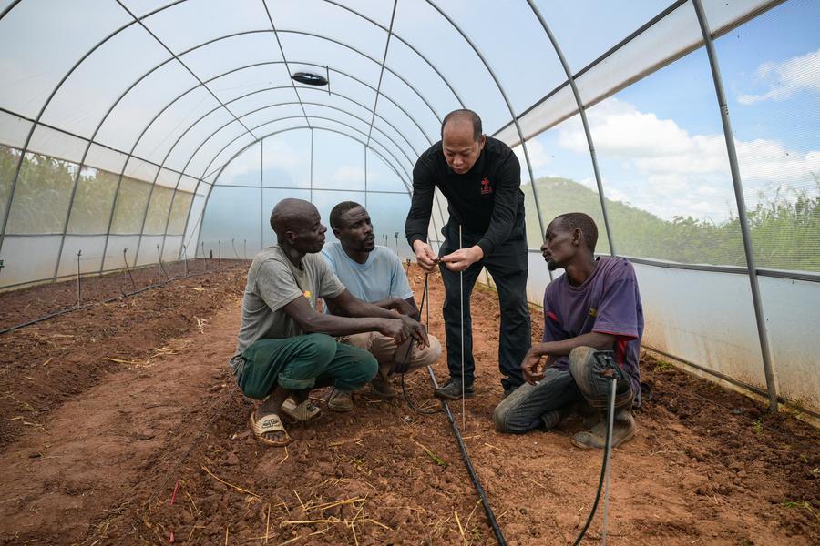 Da seca à esperança: Cooperação agrícola China-Zimbábue revitaliza aldeia rural