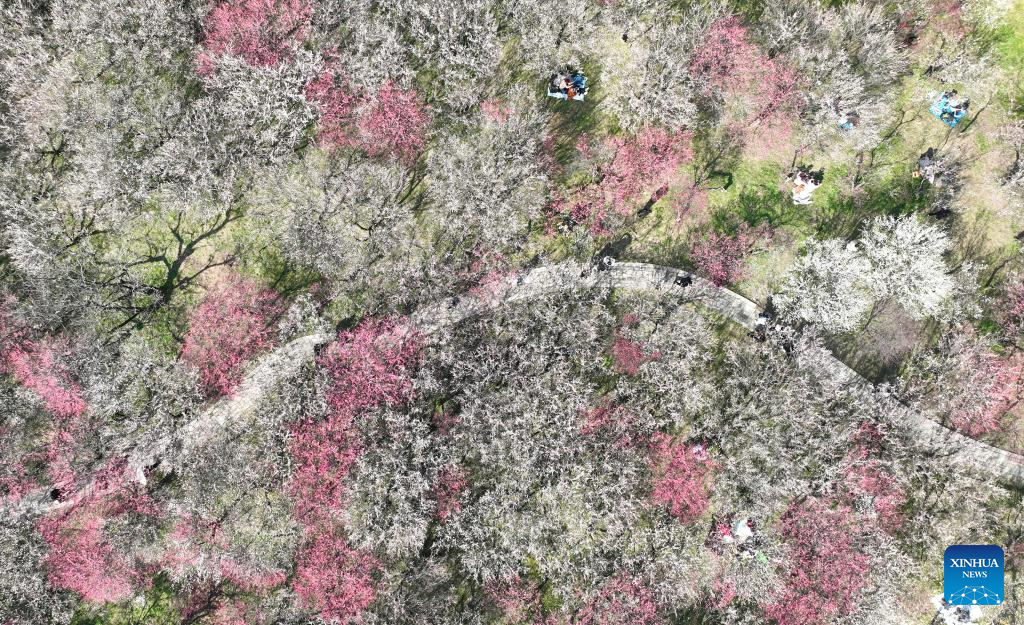 Pântano Xixi em Hangzhou entra no auge da floração das ameixeiras