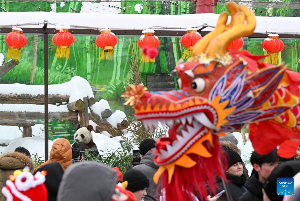 Turistas visitam pandas gigantes durante evento de celebração do Ano Novo Lunar Chinês no Zoológico de Moscou