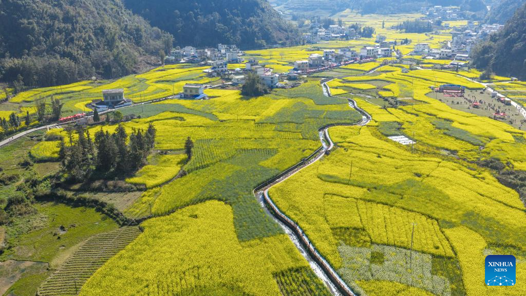 Flores da canola enfeitam campos ao redor da China