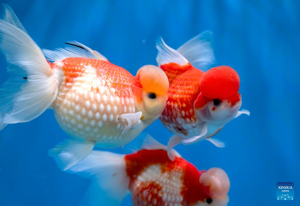 Parque na cidade chinesa de Fuzhou apresenta exposição de peixes dourados