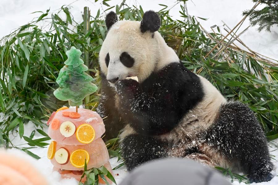 Destaque: Pandas, lanternas e neve trazem alegria do Ano Novo Chinês ao Zoológico de Moscou