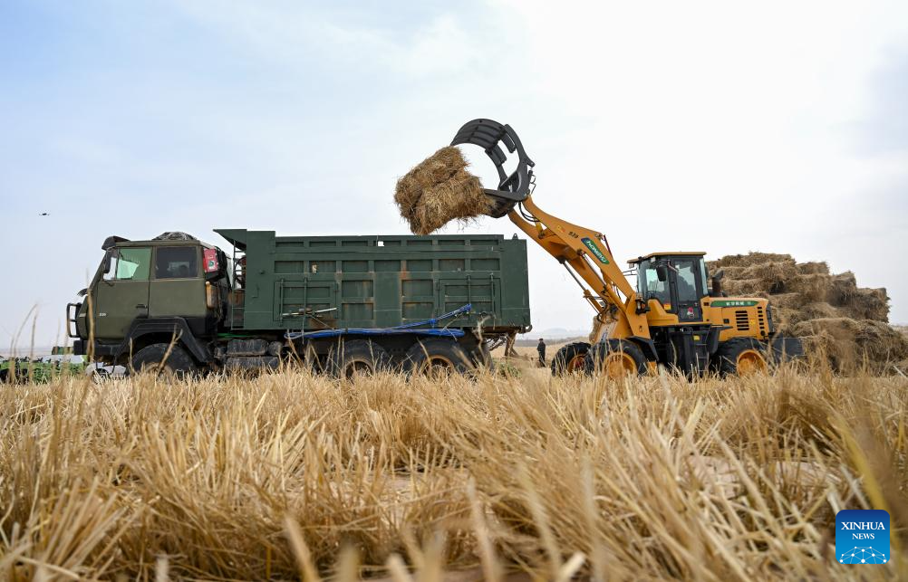 Projeto de combate à desertificação é lançado em Alxa, na Mongólia Interior, norte da China