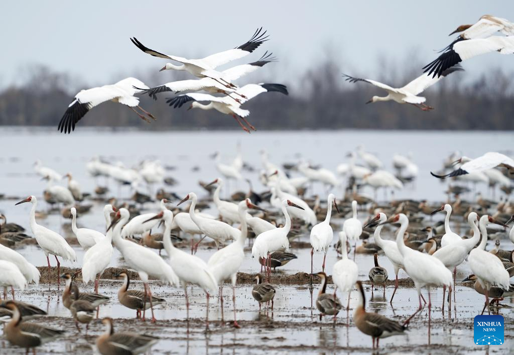 Grous-brancos são fotografados na reserva de pântano em Shangrao, na província chinesa de Jiangxi