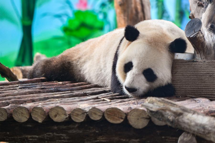 (Multimídia) Espécies-chave de animais e plantas selvagens terrestres da China apresentam crescimento constante em meio a ambiente ecológico melhor