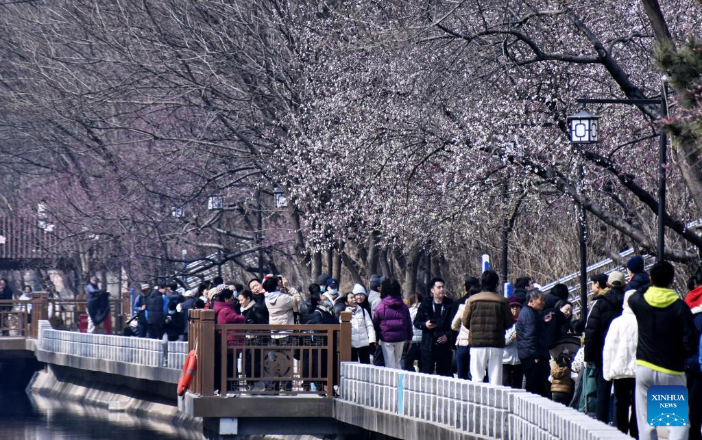 Flores de pessegueiro criam espetáculo rosa em Beijing