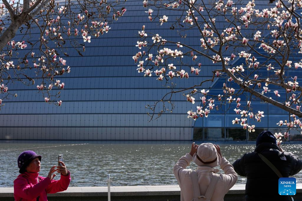 Floração de magnólia atrai turistas em Beijing