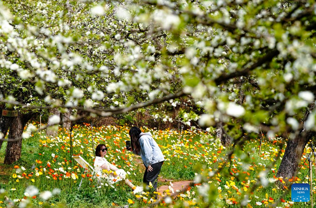 Chegada da primavera embeleza paisagem em Kunming, província de Yunnan