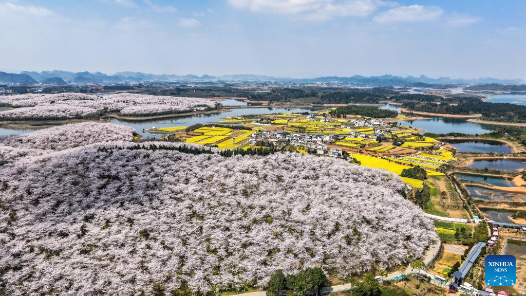 Florada das cerejeiras muda a paisagem da Nova Área de Gui'an, em Guizhou