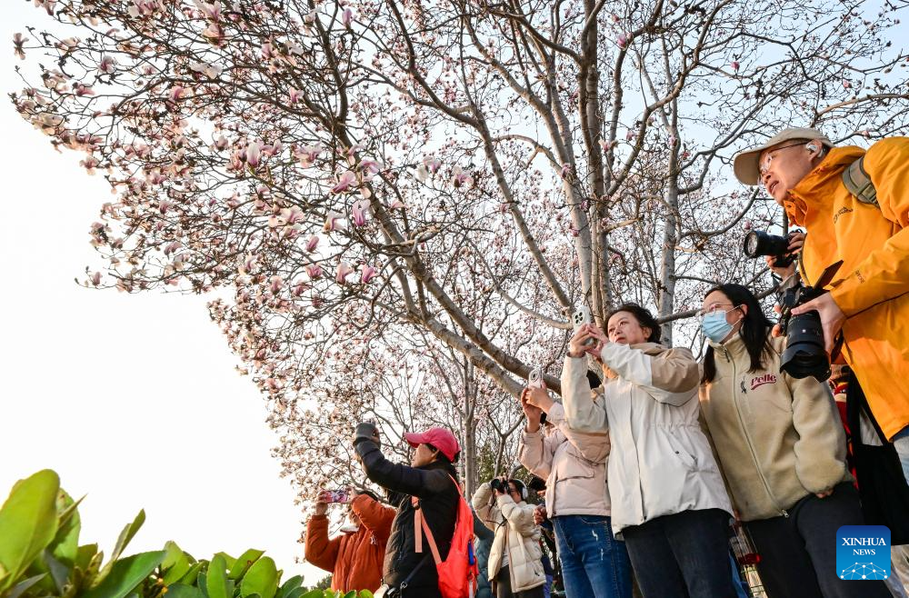 Flores de magnólia encantam e anunciam a chegada da primavera em Beijing