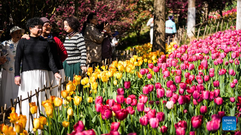 Tulipas florescem e atraem visitantes em parque no Distrito de Longli, na Província de Guizhou