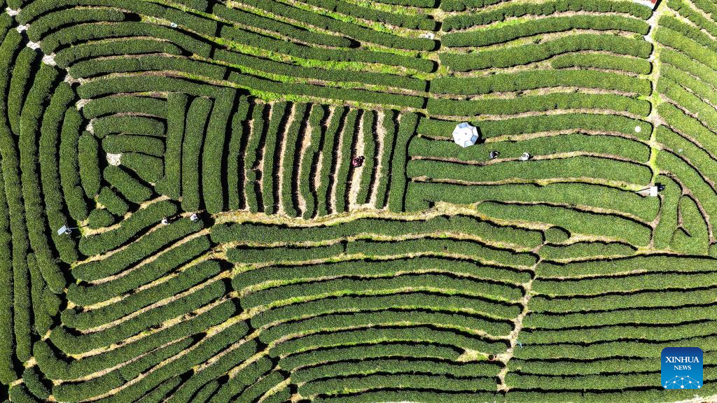 Começa a colheita do chá da primavera em Guangxi