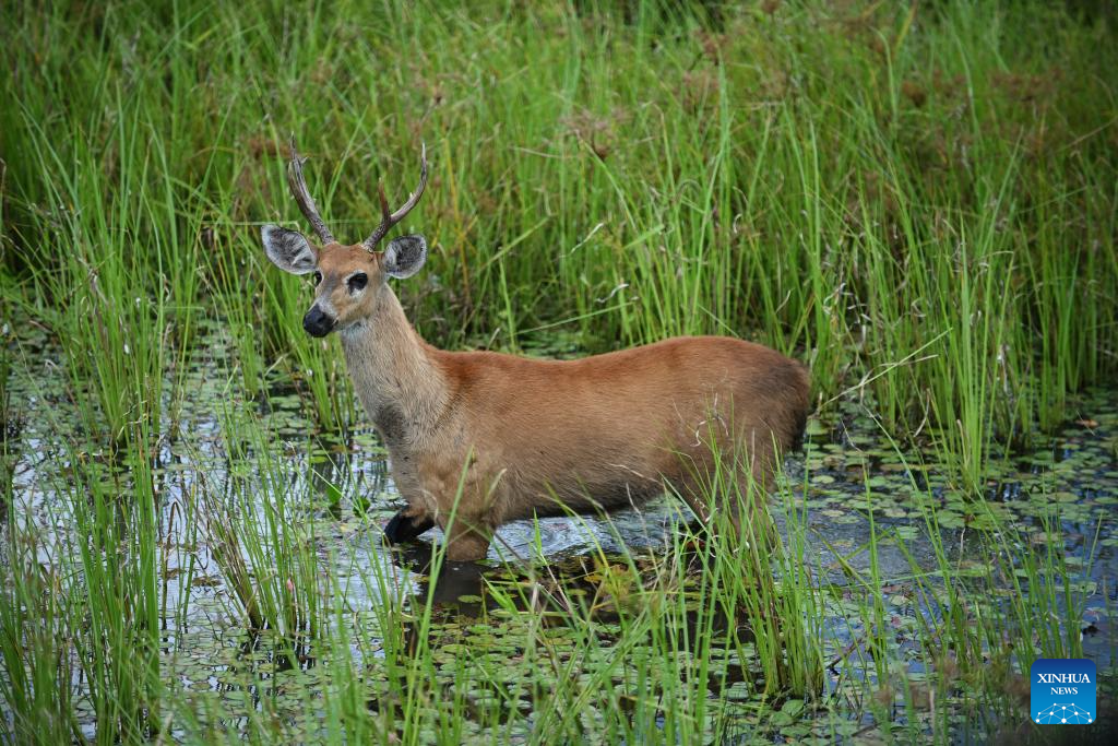 Pantanal abriga infinidade de espécies da fauna brasileira