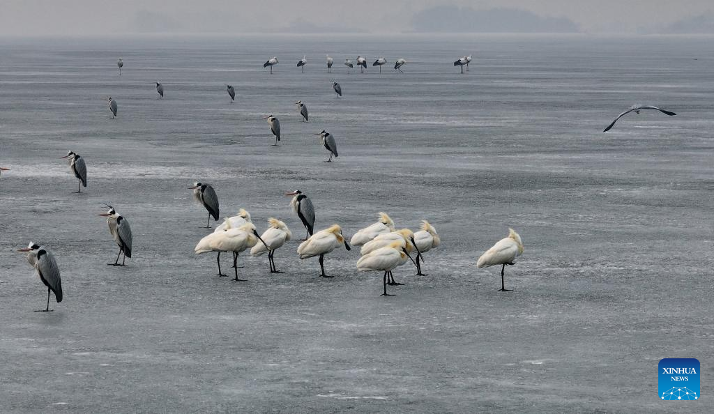Aves migratórias chegam ao Rio Songhua, em Harbin, no nordeste da China