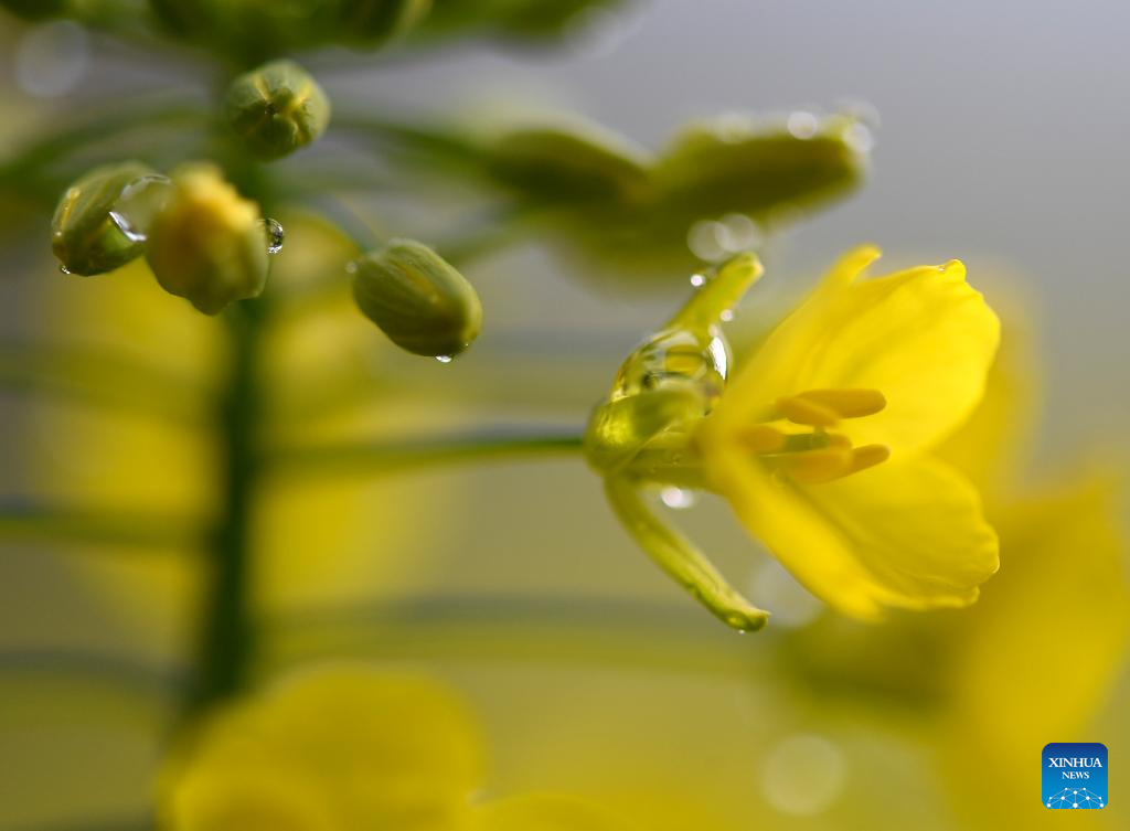 This photo taken on March 24, 2026 shows a blooming rapeseed flower at Jiangling scenic spot in Wuyuan County, east China's Jiangxi Province. (Xinhua/Wan Xiang)