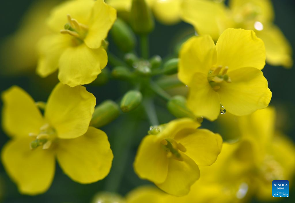 This photo taken on March 24, 2026 shows blooming rapeseed flowers at Jiangling scenic spot in Wuyuan County, east China's Jiangxi Province. (Xinhua/Wan Xiang)