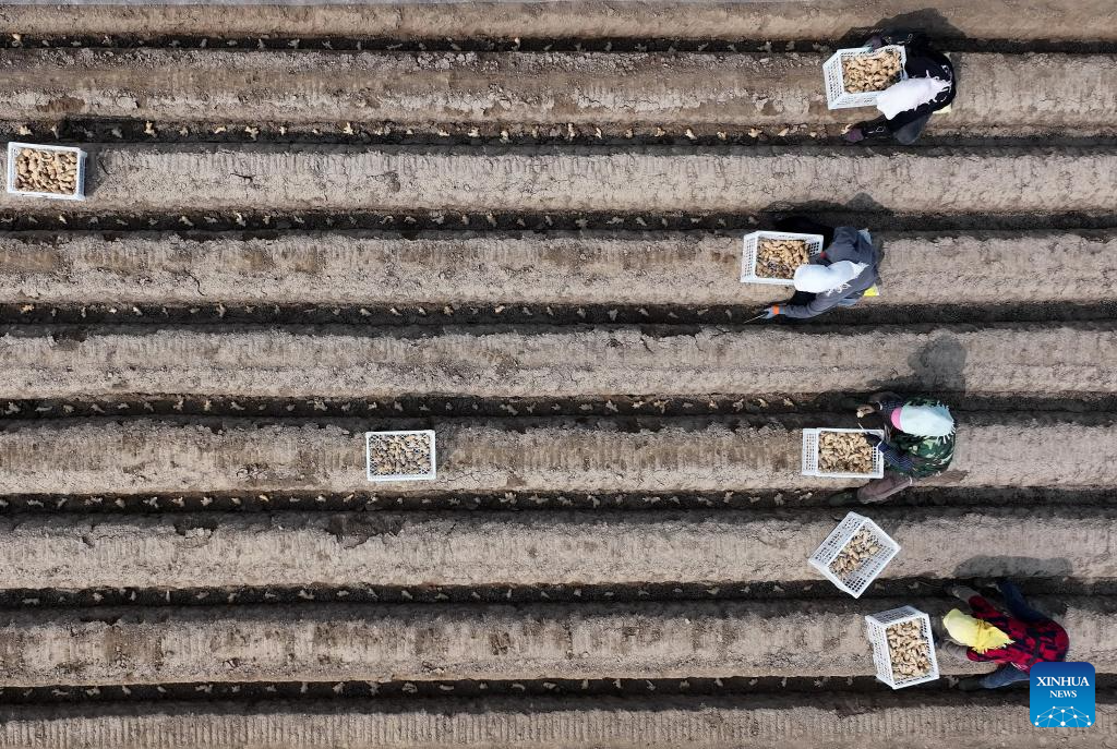 Plantio de primavera avança em ritmo intenso no Distrito de Fengnan em Hebei, norte da China