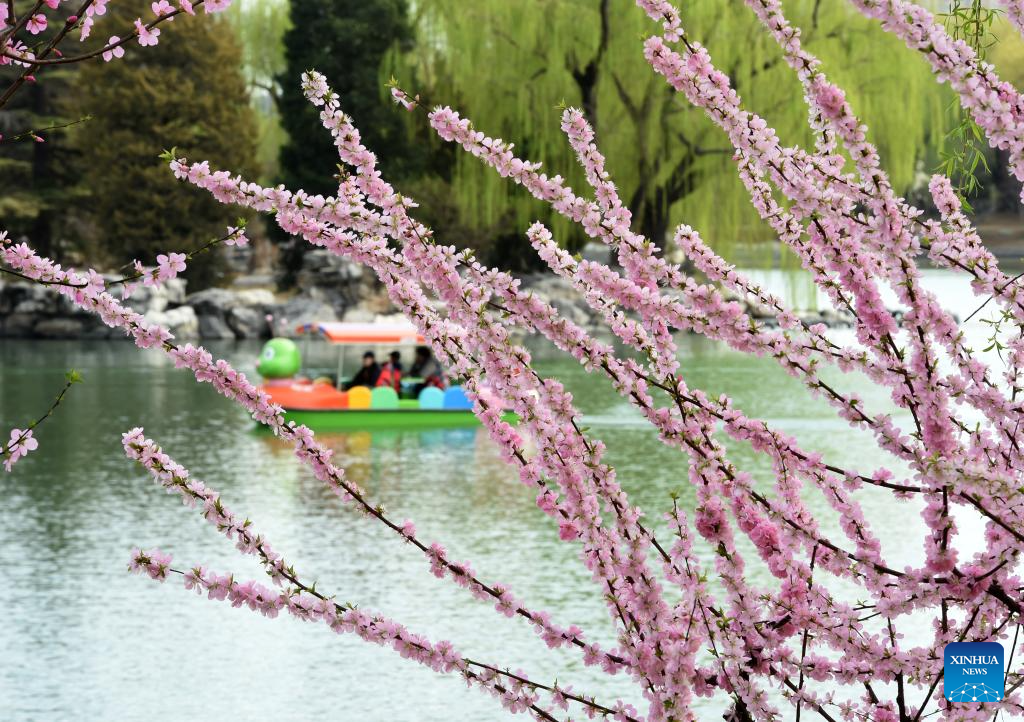 Colorido das flores provoca a sensação de primavera em Beijing