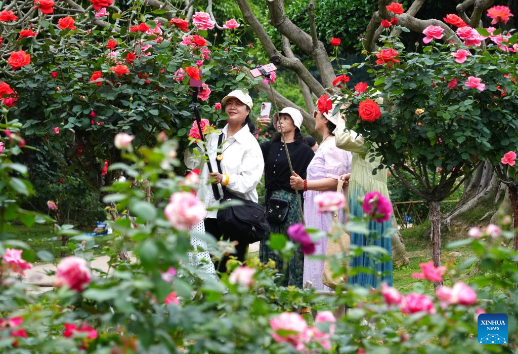 Flores da Rosa Chinensis encantam turistas e moradores em Nanning, no sul da China