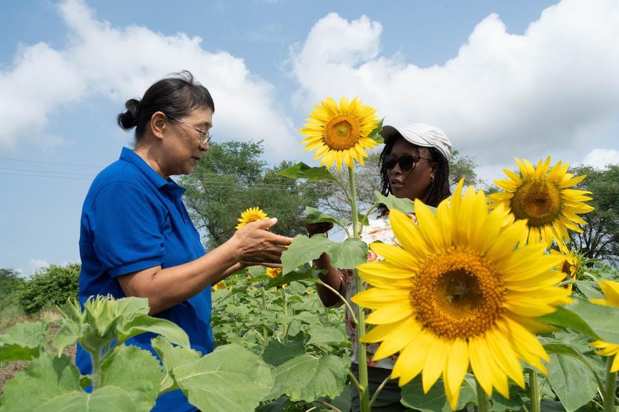 Zhao Jun (esquerda), especialista em culturas oleaginosas do quarto grupo de especialistas agrícolas chineses que prestam assistência a Moçambique, explica técnicas de cultivo de girassol a uma técnica local na Estação Agrária de Umbeluzi, na Província de Maputo, Moçambique, em 27 de março de 2026. (Xinhua/Liu Jie)