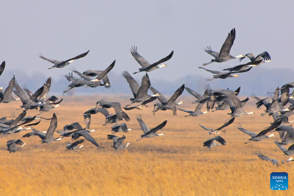 Imagens mostram a beleza das aves migratórias em Heilongjiang, nordeste da China