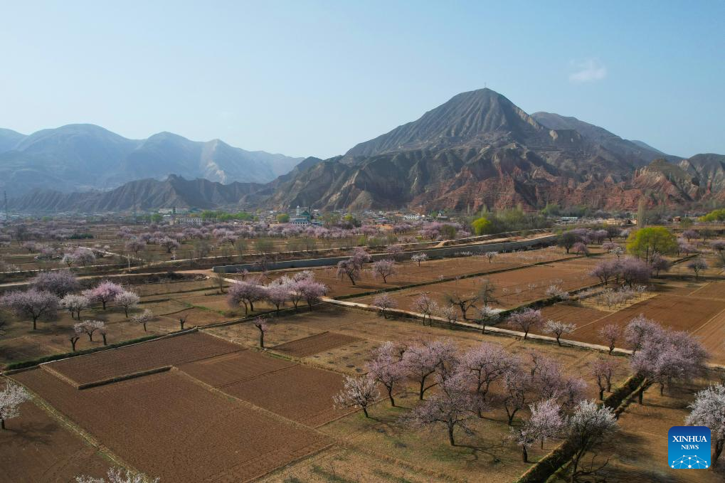 Florada dos damasqueiros atrai visitantes para passeios de primavera em Gansu, no noroeste da China