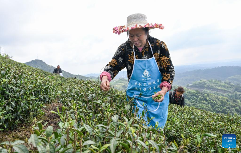 Indústria do chá e turismo rural promovem desenvolvimento coordenado entre províncias no sudoeste da China