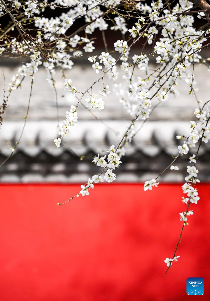 Turistas apreciam flores de pessegueiro em parque em Hohhot, na Mongólia Interior, norte da China