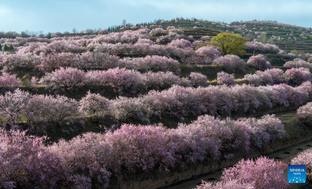 Flores atingem plena floração durante feriado do Festival Qingming em Ningxia, noroeste da China