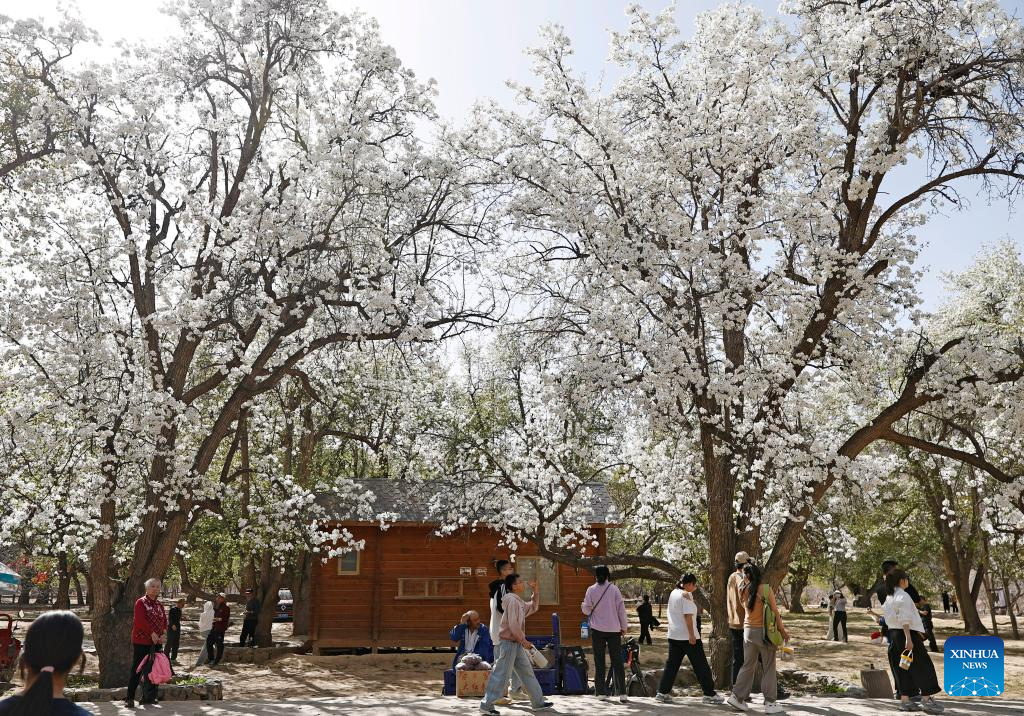 Aldeia de Nanchangtan, no noroeste da China, vira destino turístico popular graças às suas antigas pereiras