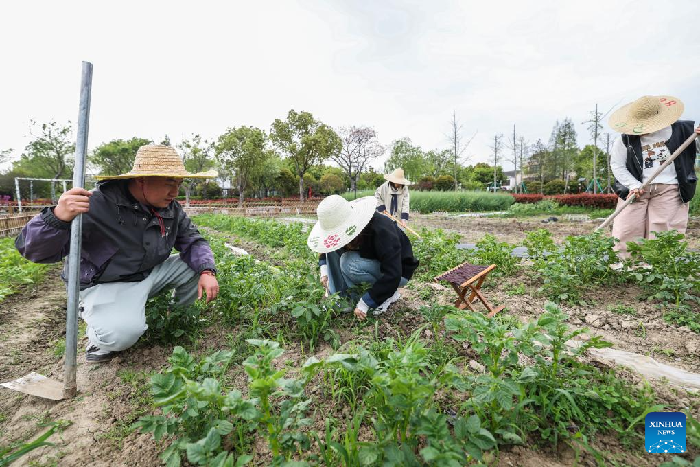 Jovens empreendedores aceleram revitalização rural em Jiaxing, na Província de Zhejiang, leste da China