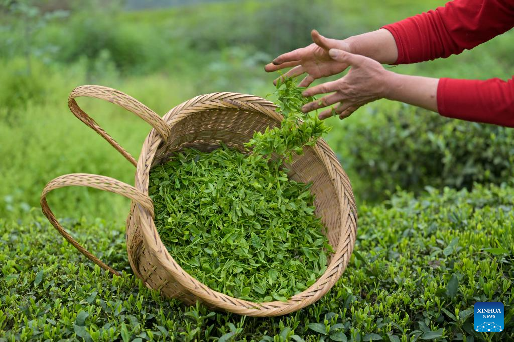 Agricultura da primavera avança em ritmo acelerado pela China