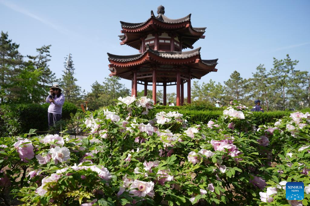 Flores colorem e embelezam a paisagem de Shaanxi, no noroeste da China