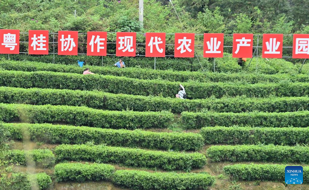 Indústria do chá prospera em Liuzhou, em Guangxi, sul da China