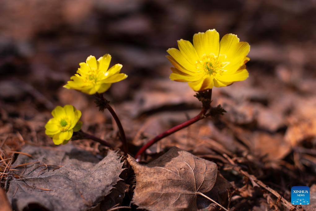 Flores de adonis amurensis desabrocham em parque florestal em Fujin, em Heilongjiang, nordeste da China