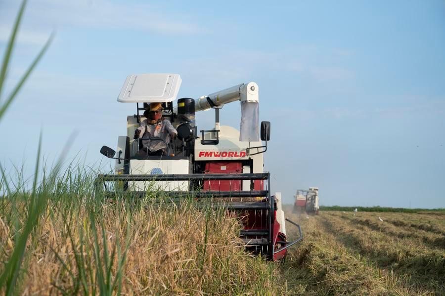 Um agricultor colhe arroz na fazenda Wanbao, na cidade de Xai-Xai, Província de Gaza, Moçambique, em 30 de abril de 2025. (Foto por Mendes Mondlane/Xinhua)