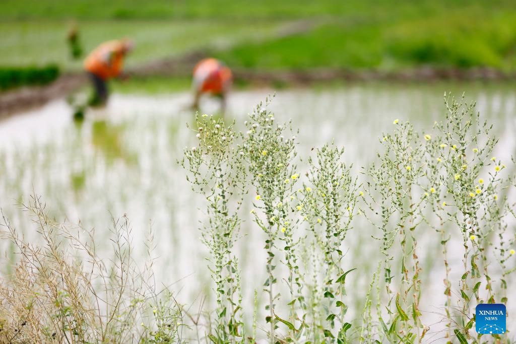 Plantio de primavera avança em ritmo acelerado na China