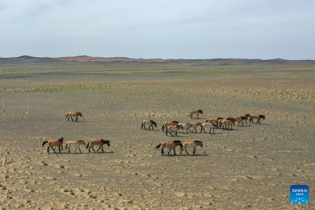 30 cavalos selvagens da raça Przewalski são soltos na natureza em Xinjiang